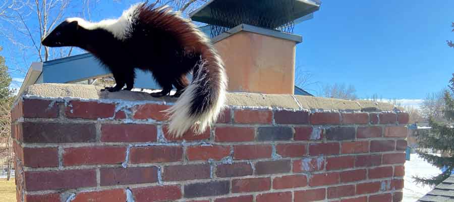 animal removal from chimney